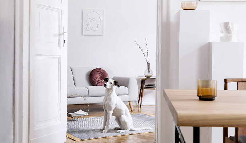 Come profumare la casa: i nostri consigli