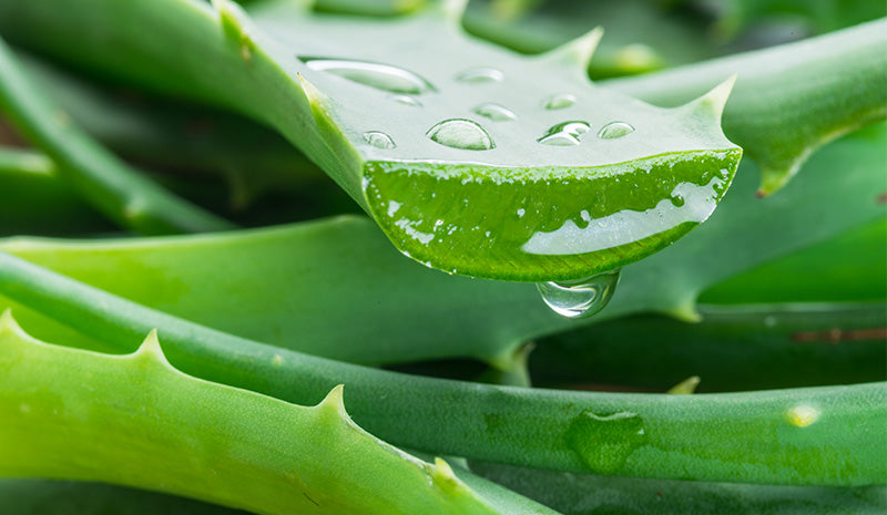 Aloe vera proprietà e benefici
