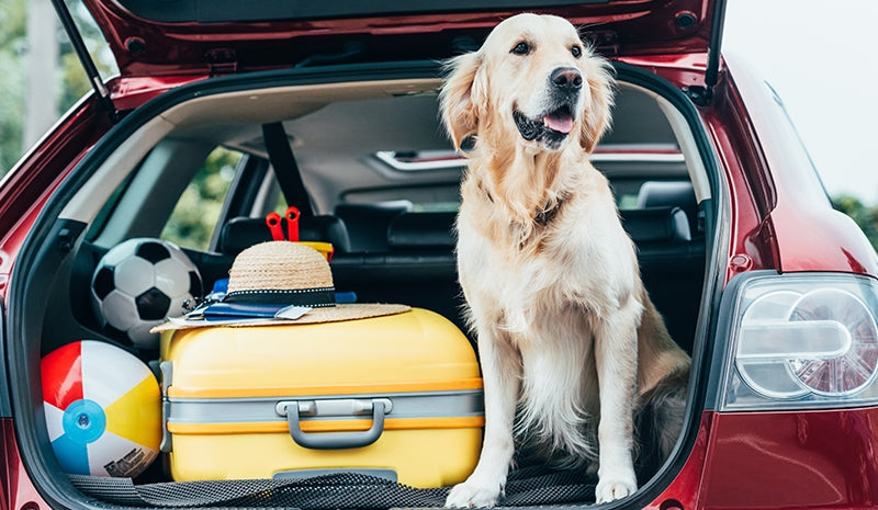 Come togliere odore di cane dall’auto? Rimedi infallibili per eliminarlo con semplicità
