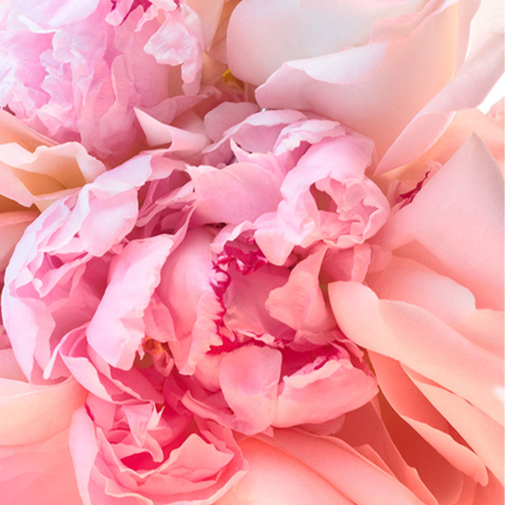 Bulgari Rose Goldea Blossom Delight Hair Mist-4