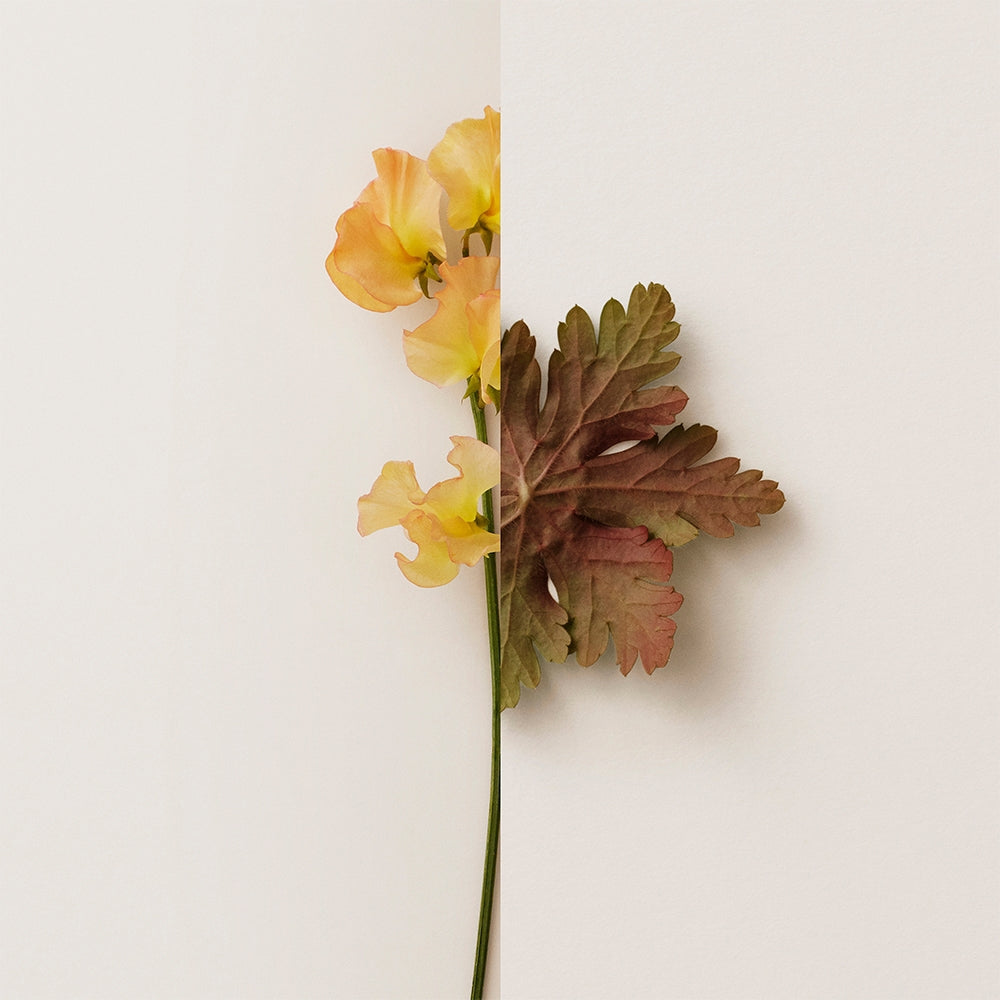 Burberry Burberry My Burberry-6