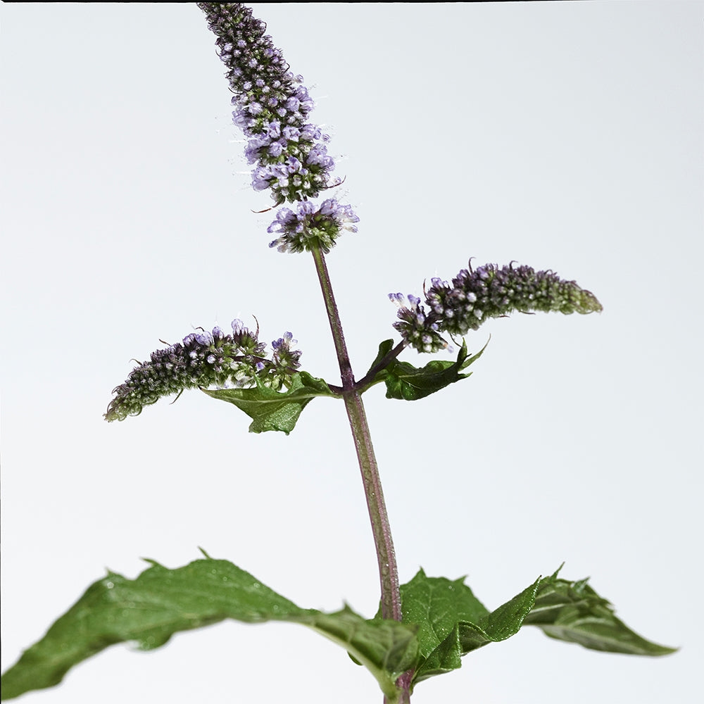 Burberry Mr. Burberry Indigo-8