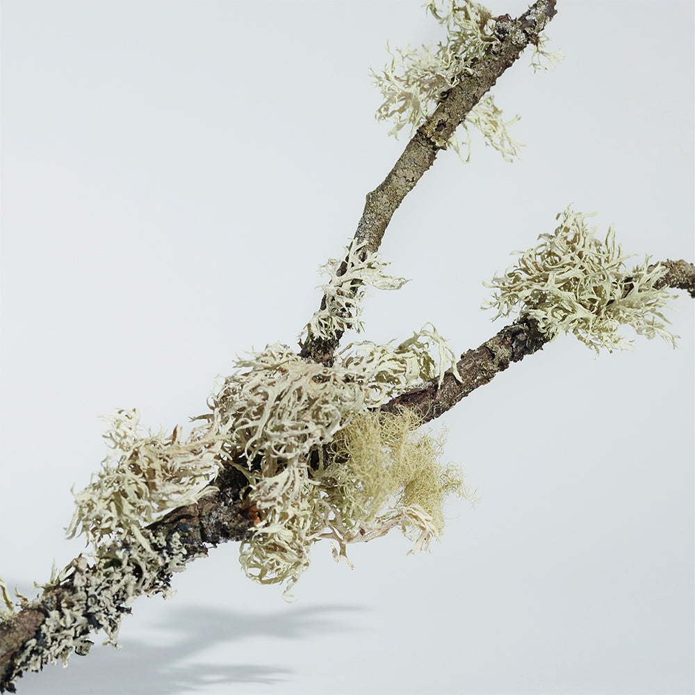 Burberry Mr. Burberry Indigo-9