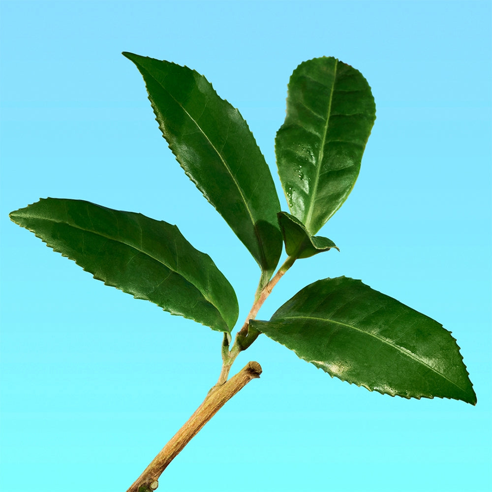 Calvin Klein Ck One-3