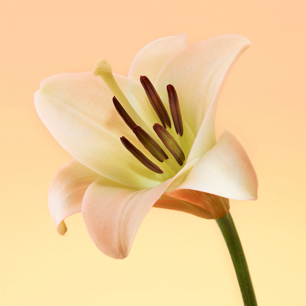 Calvin Klein Eternity for Her-6