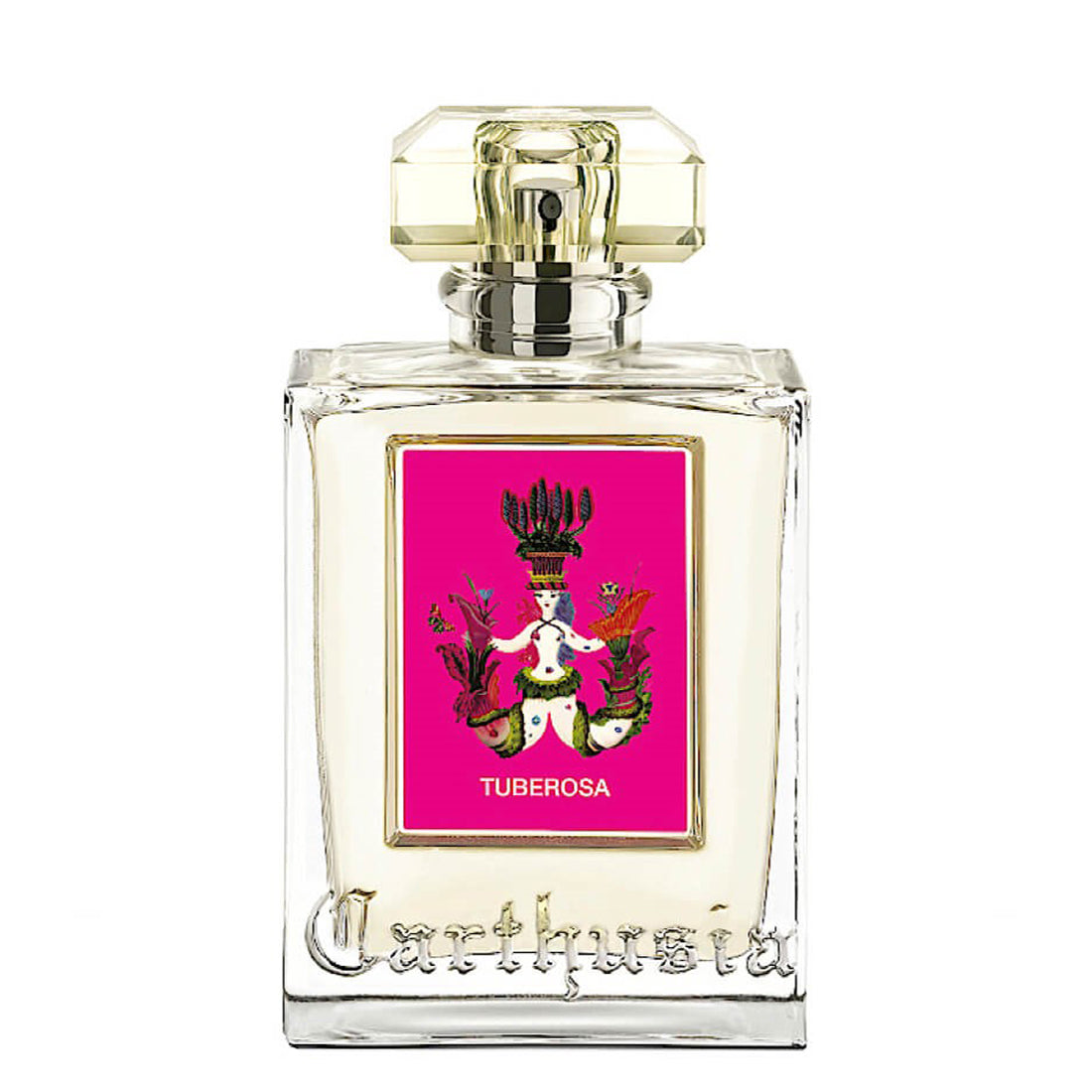 Carthusia Tuberosa
