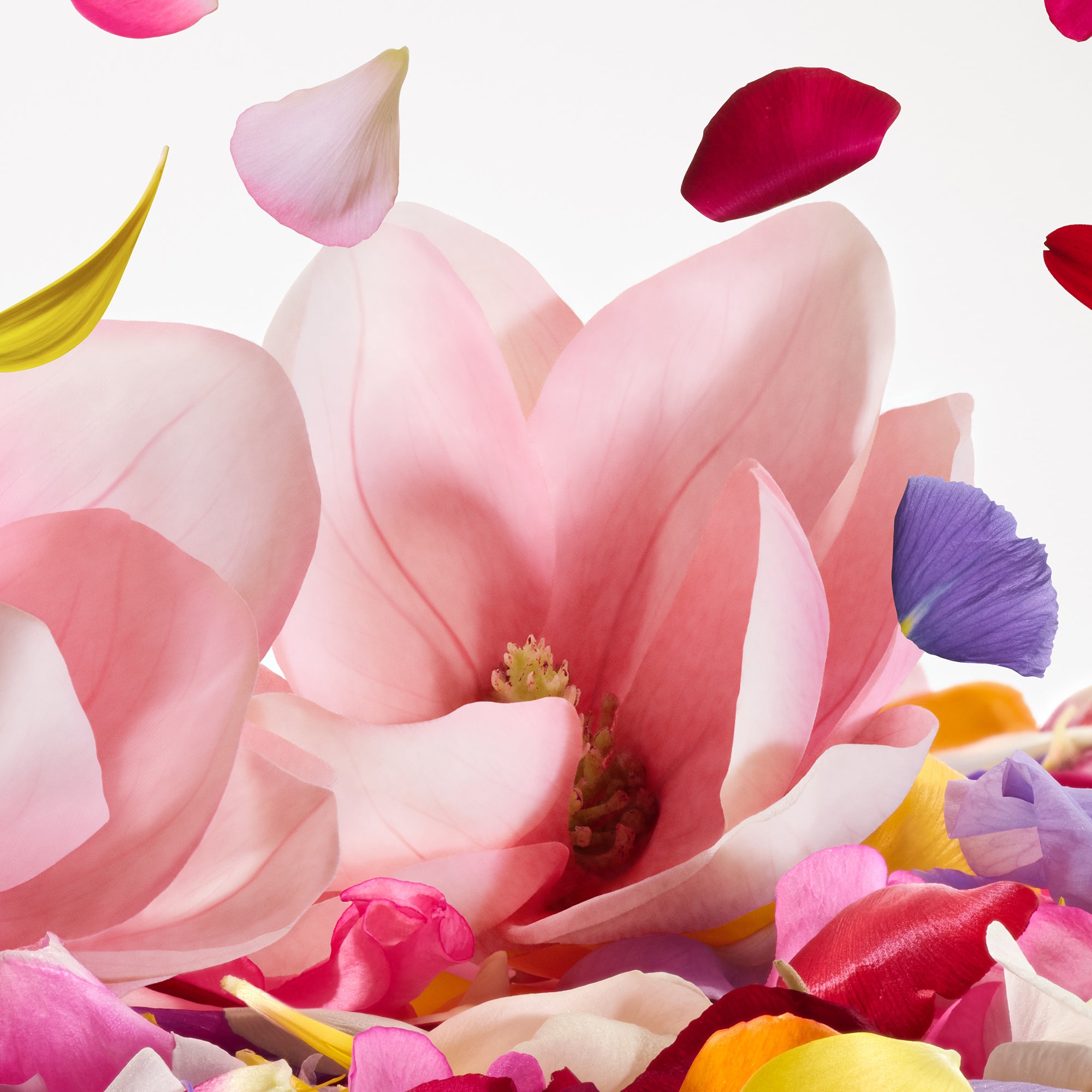 DOLCE&GABBANA Dolce Magnolia -4