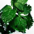 Davidoff Cool Water-4