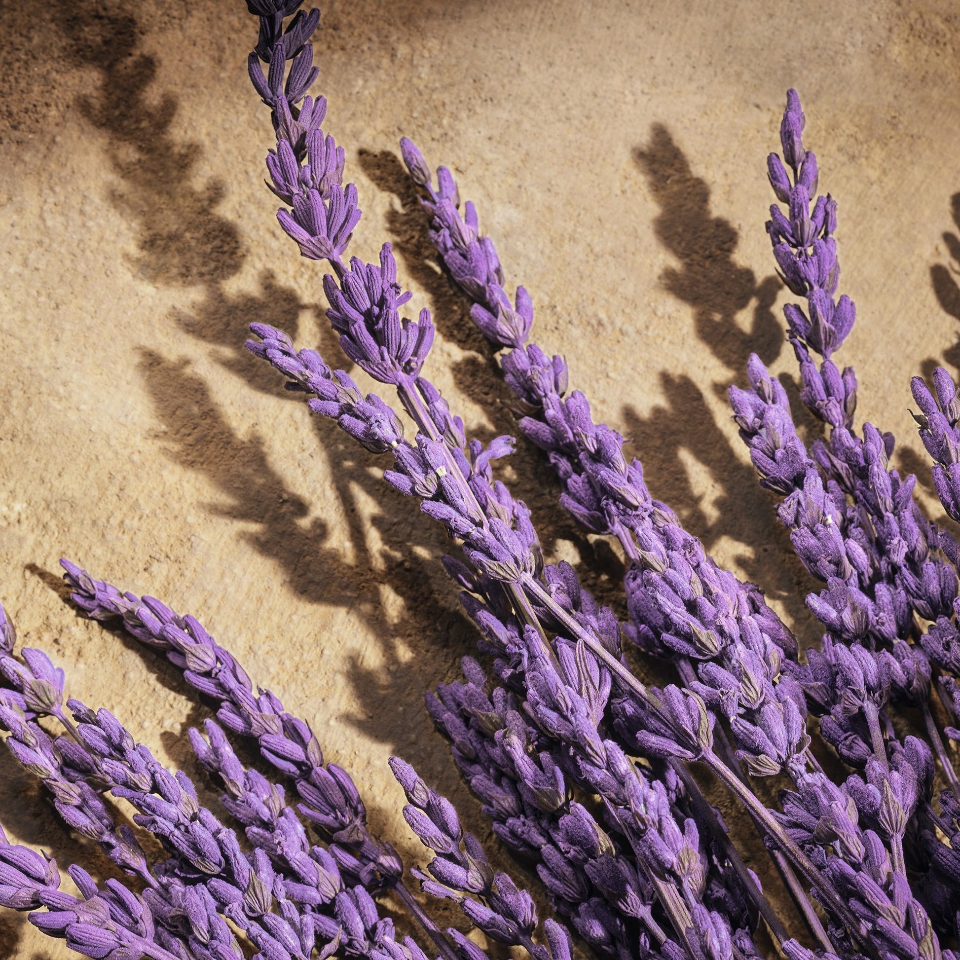 Dolce&Gabbana Devotion For Men-5