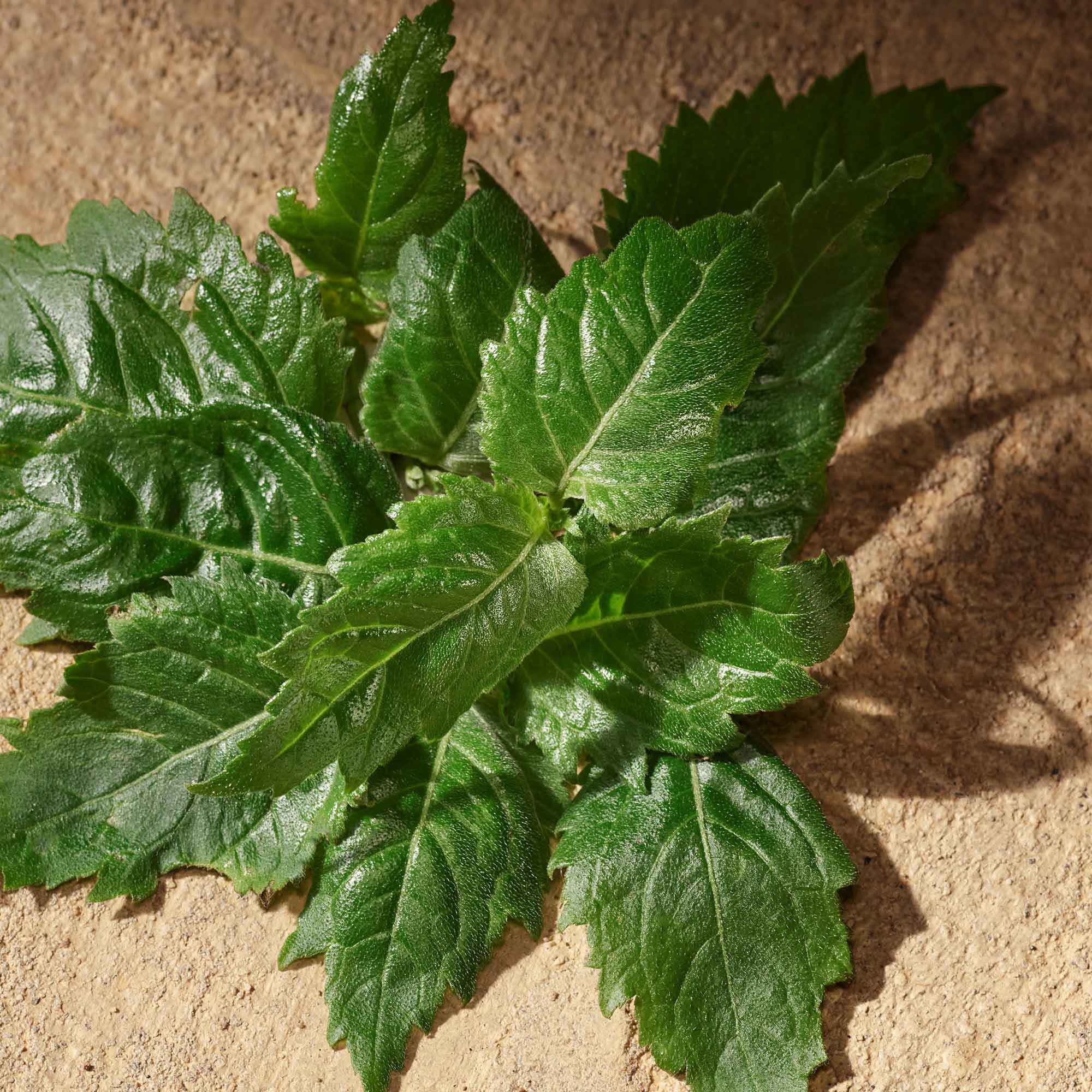 Dolce&Gabbana Devotion For Men-6