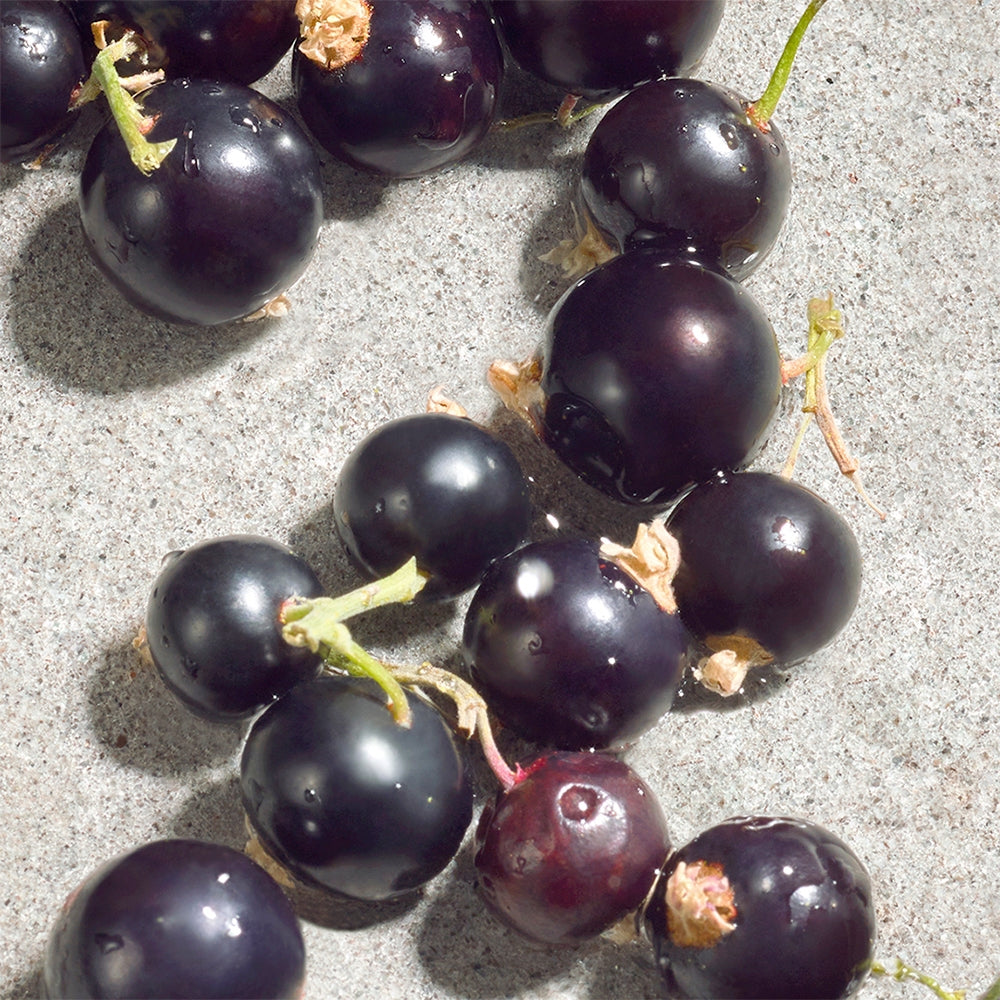 Dolce&Gabbana Dolce Violet-4