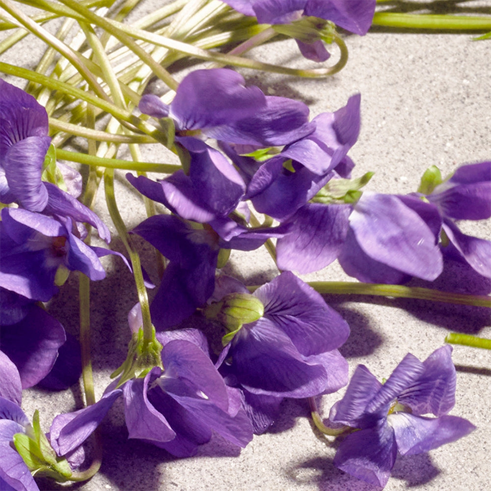 Dolce&Gabbana Dolce Violet-5