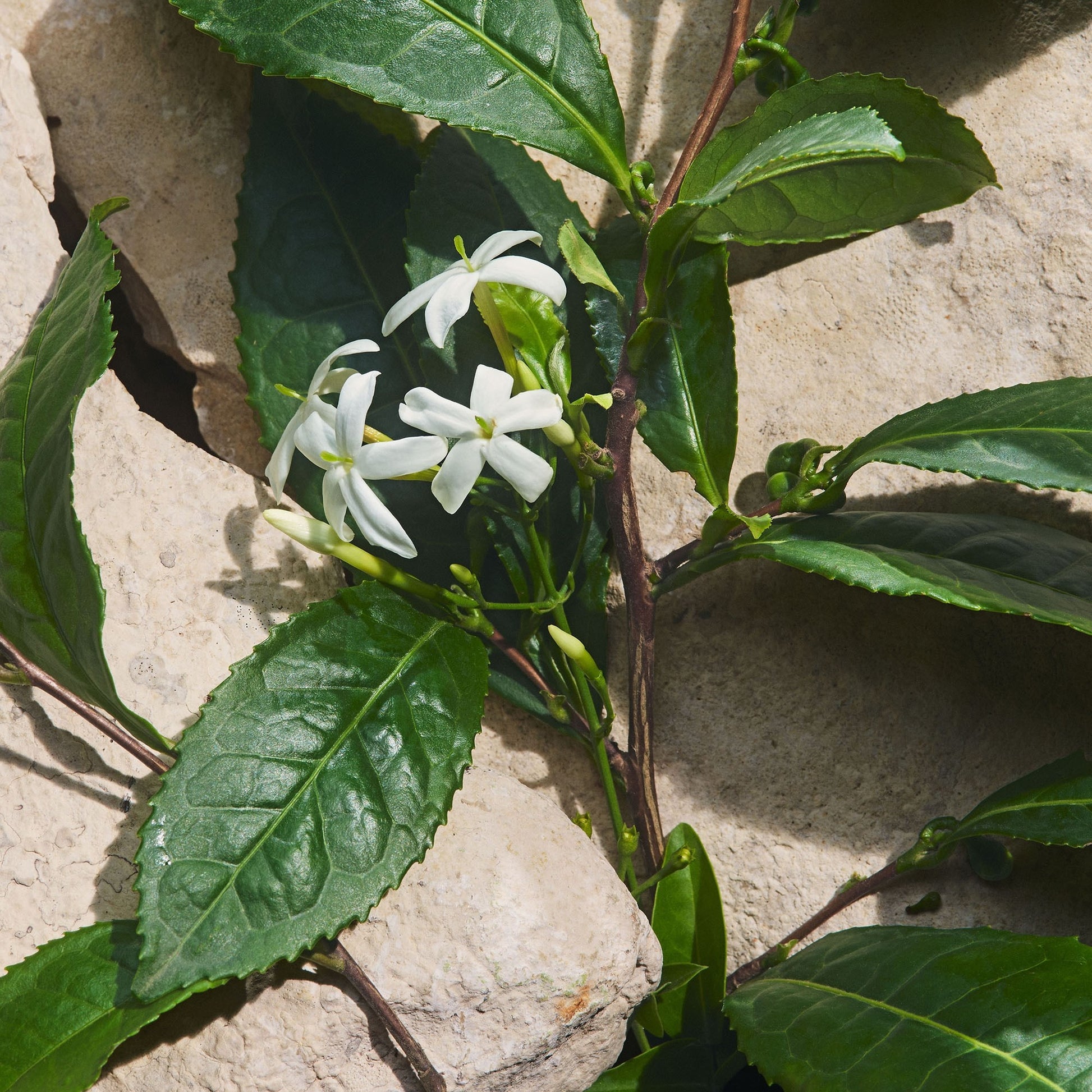 Dolce&Gabbana Light Blue Capri In Love-5