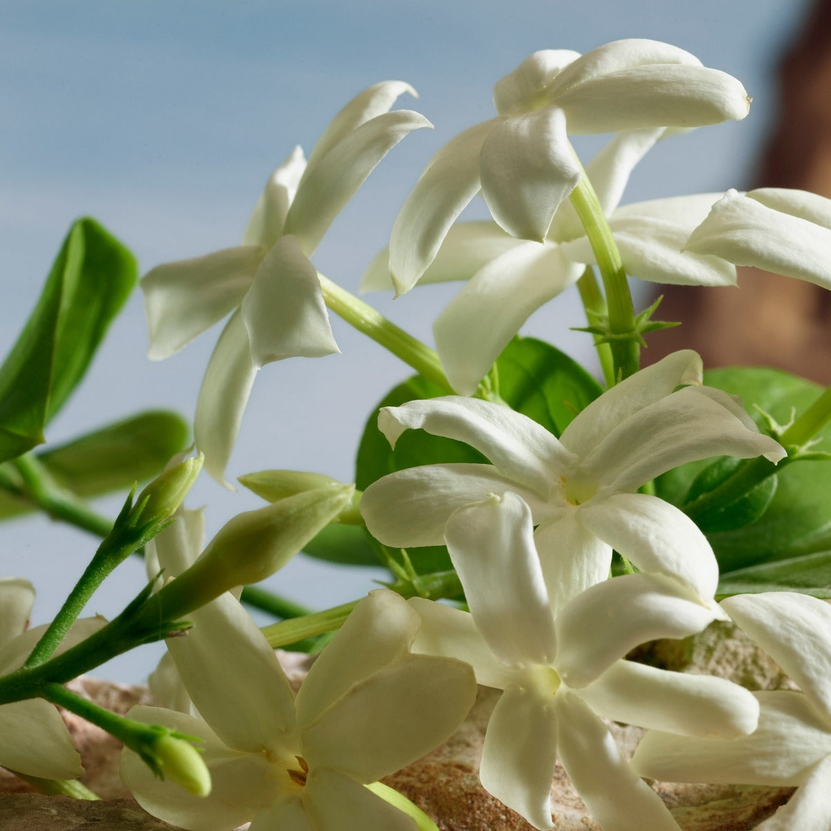 Dolce&Gabbana Q by Dolce&Gabbana Parfum-5