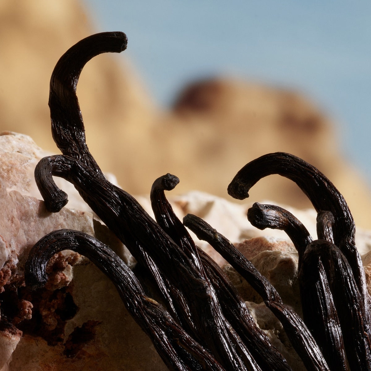 Dolce&Gabbana Q by Dolce&Gabbana Parfum-6