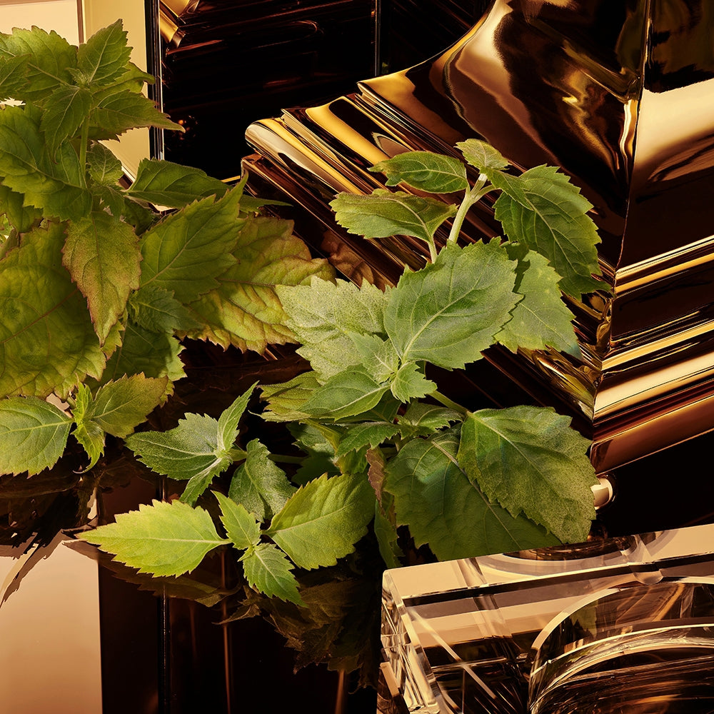 Dolce&Gabbana The One For Men Gold Intense-6