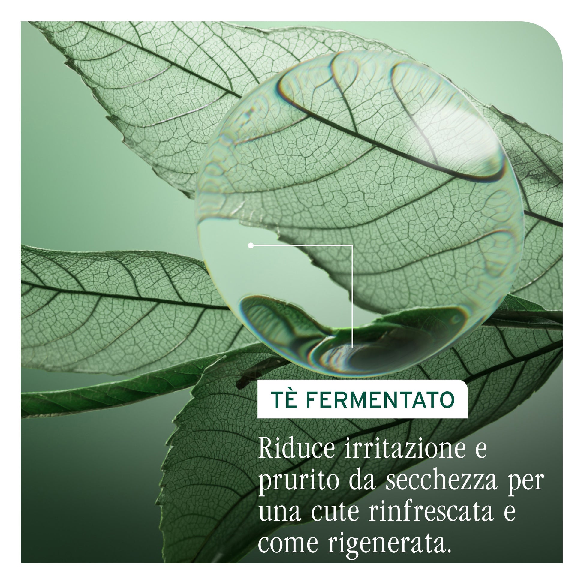 Matrix Biolage Scalp Sync Shampoo Anti-Dandruff-5