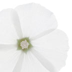 Phyto Douceur Balsamo Dolce-3