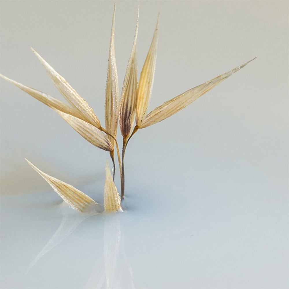 Phyto Douceur Latte Districante Express-4