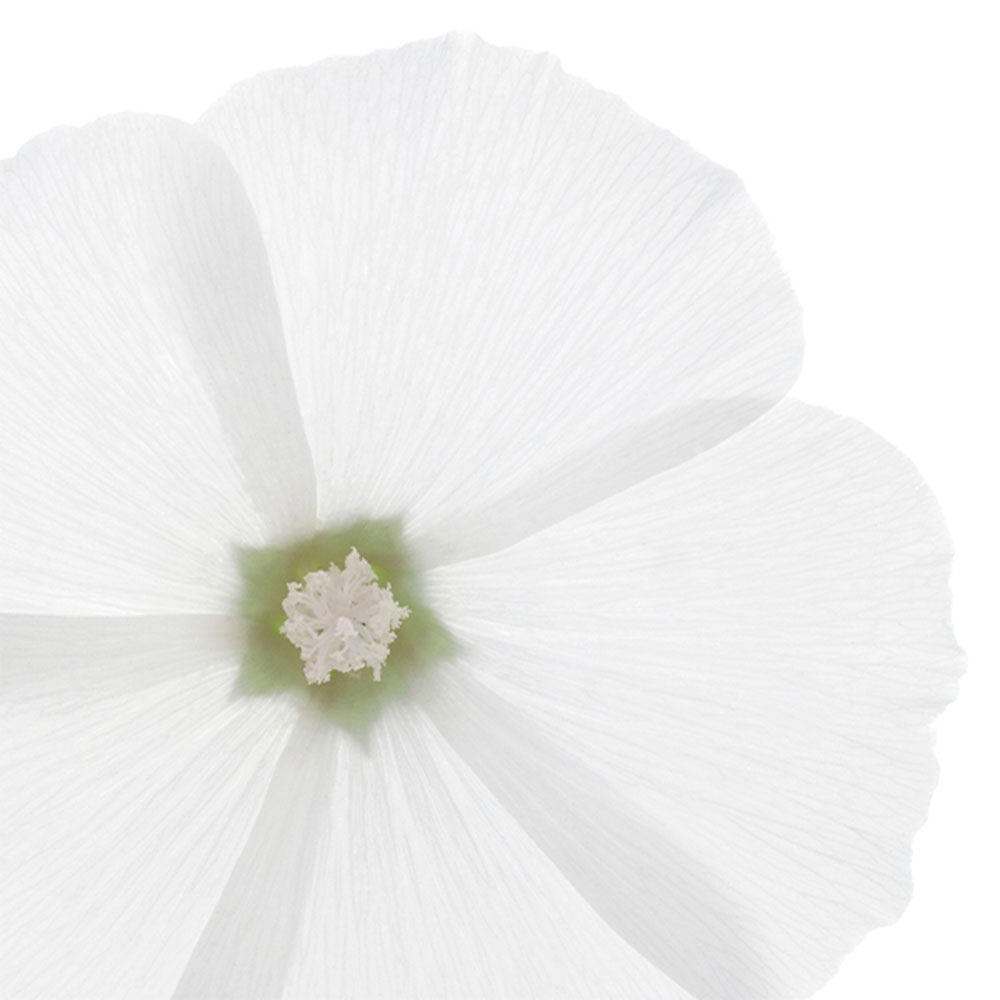 Phyto Douceur Latte Districante Express-5