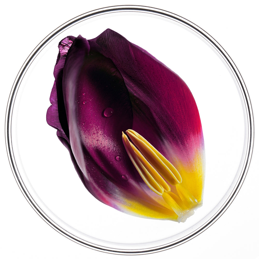 Phyto Phytocyane Trattamento Anti Caduta Donna Caduta Progressiva-2