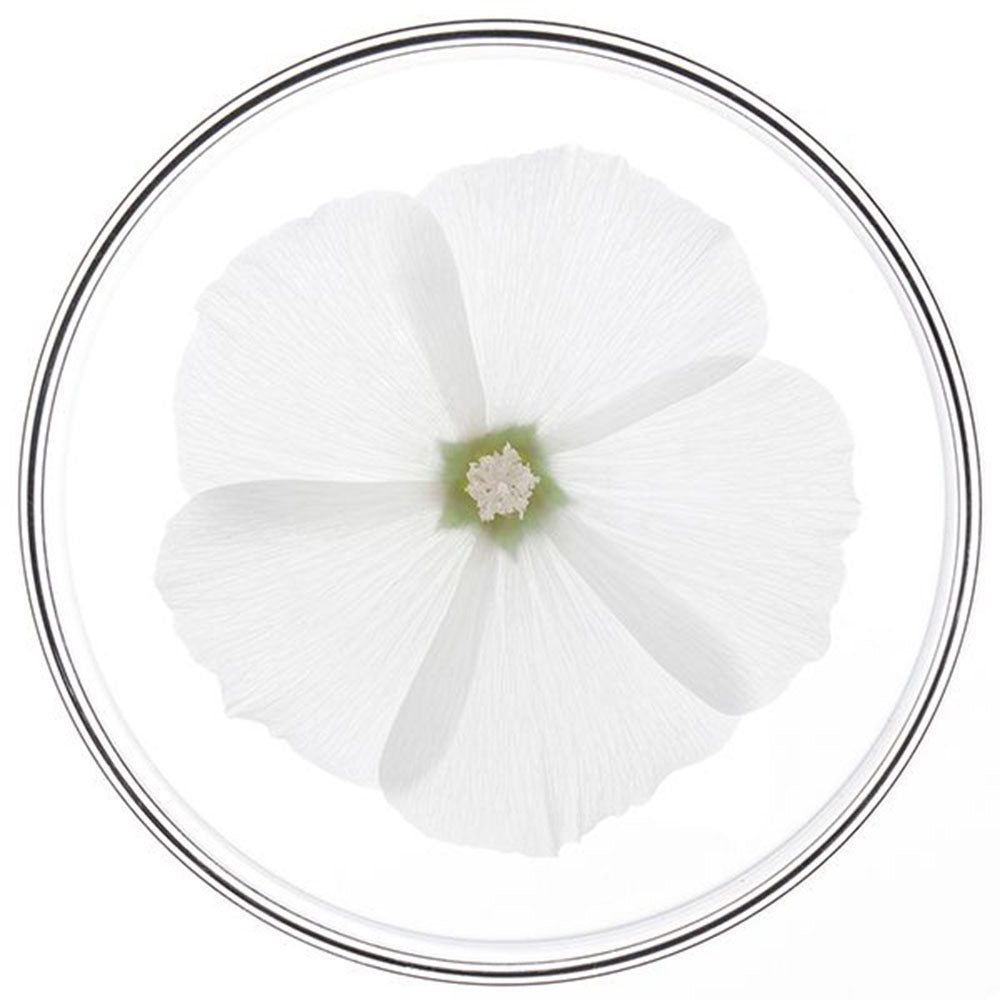 Phyto Riparazione Shampoo Riparatore-4