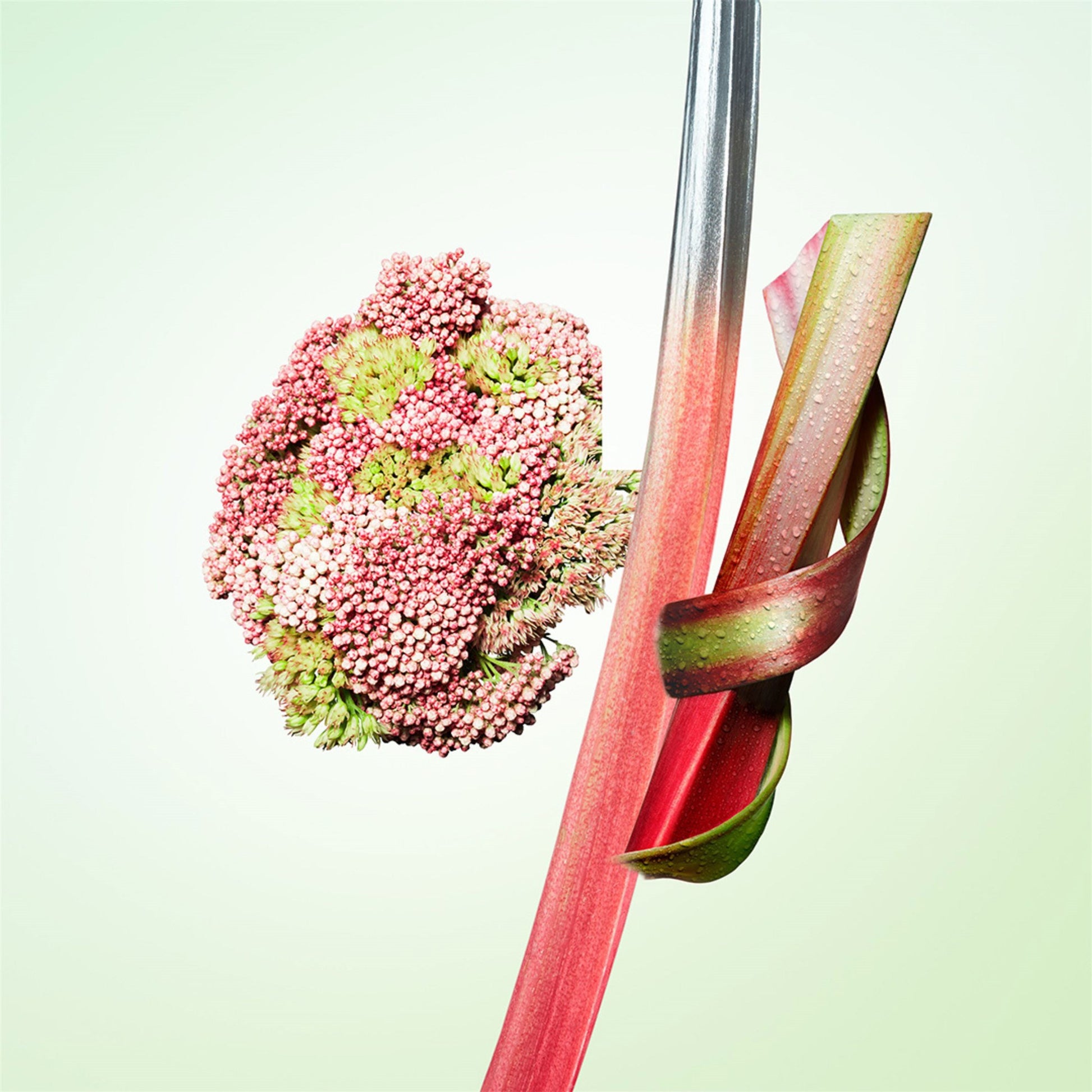 Prada Les Infusions Rhubarbe-2