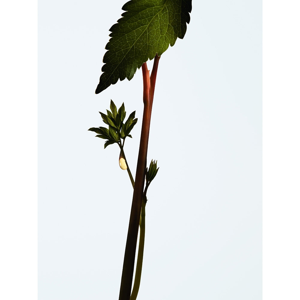 Shu Uemura Ashita Supreme-2