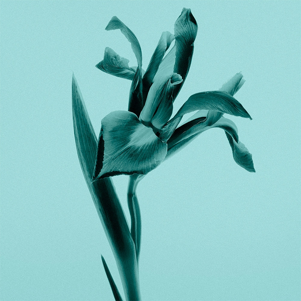 Tiffany & Co. Intense-8