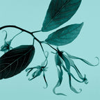 Tiffany & Co. Sheer-8