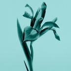 Tiffany & Co. Tiffany & Co.-3