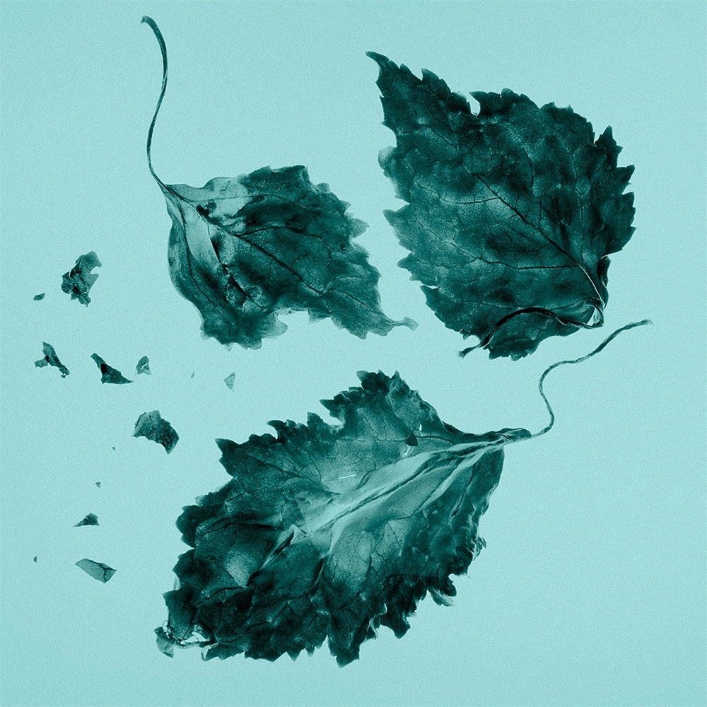 Tiffany & Co. Tiffany & Co.-5