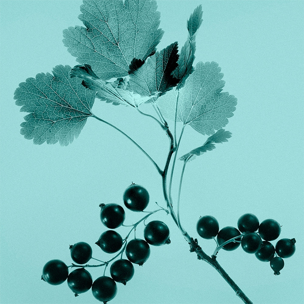 Tiffany & Co. Tiffany & Co. Sheer-6