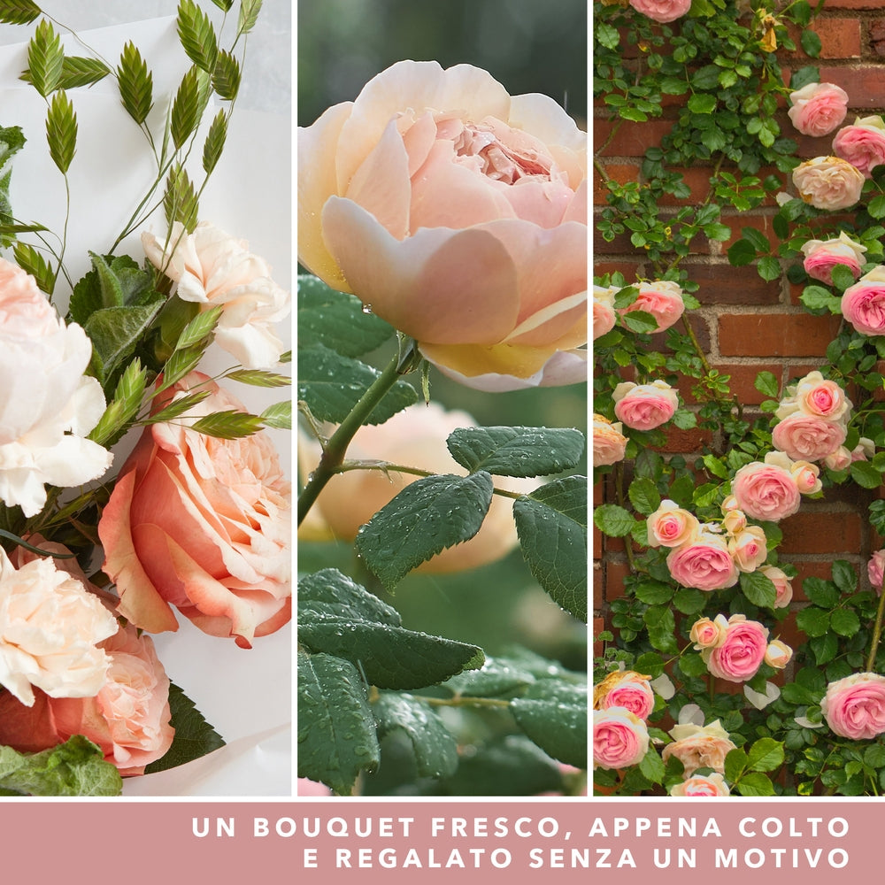 Yankee Candle Fresh Cut Roses Signature Tumbler-4